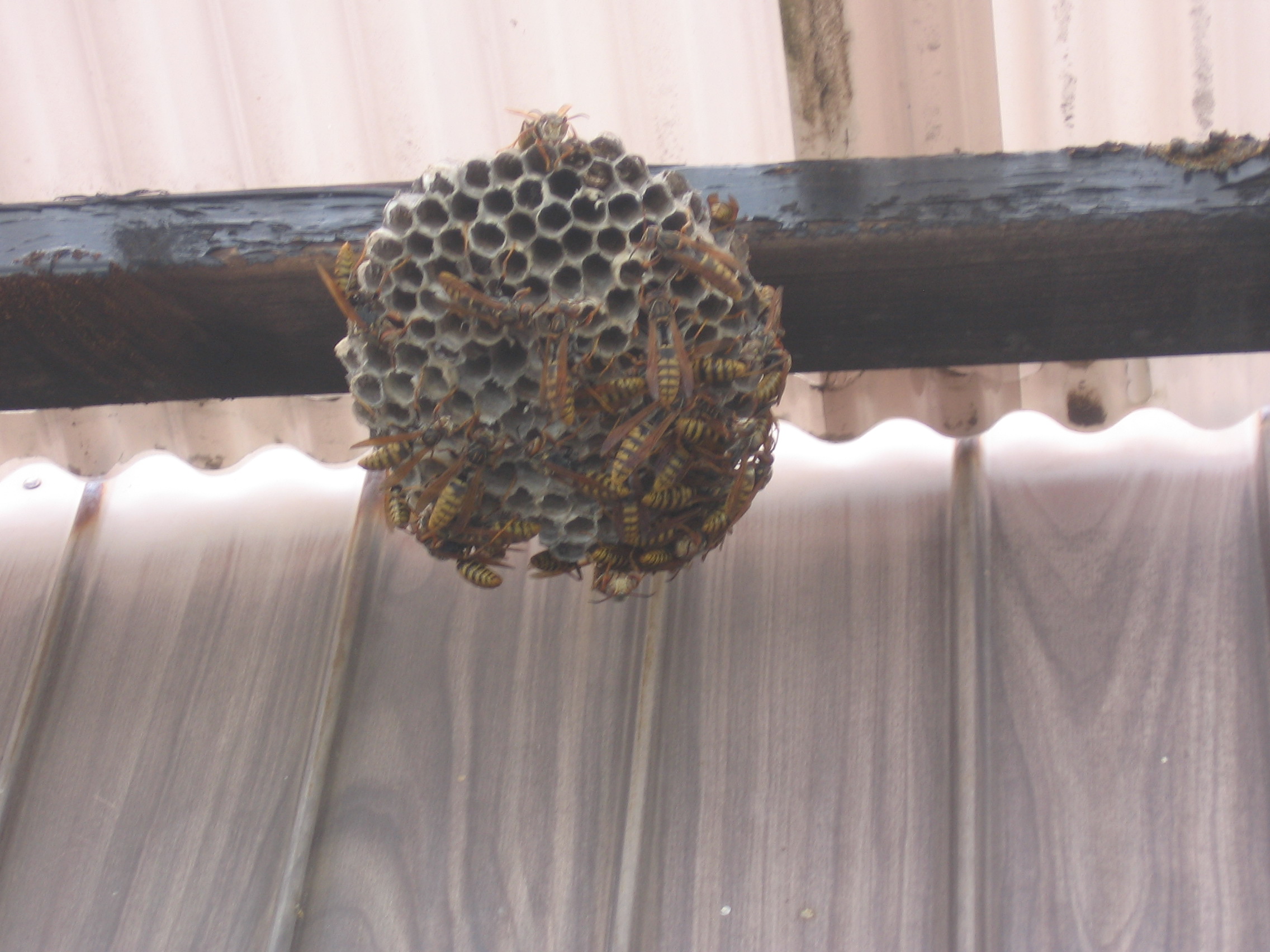 アシナガバチの巣の画像