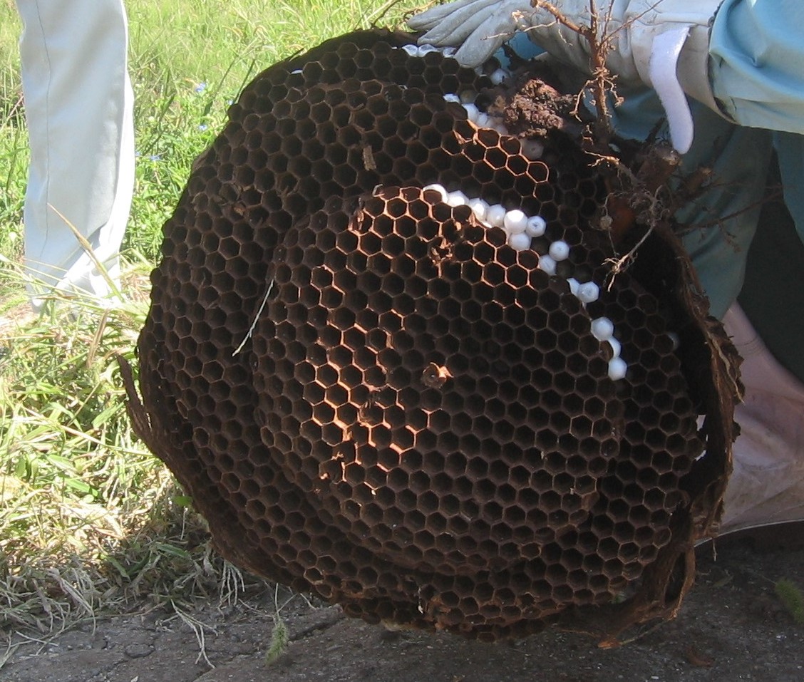 オオスズメバチの巣の画像