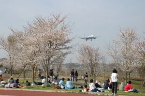 年間40万人が訪れるさくらの山の様子