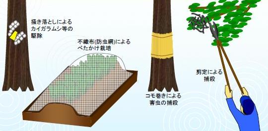 掻き落としによるカイガラムシ等の駆除、不織布（防虫網）によるべたかけ栽培、コモ巻きによる害虫の捕殺、剪定による捕殺などを表したイラスト