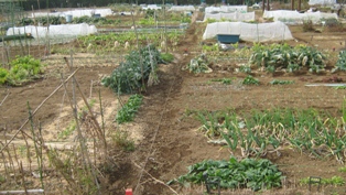 山王ふれあい農園の様子