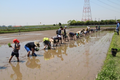 一列に並んで田植えをしている様子