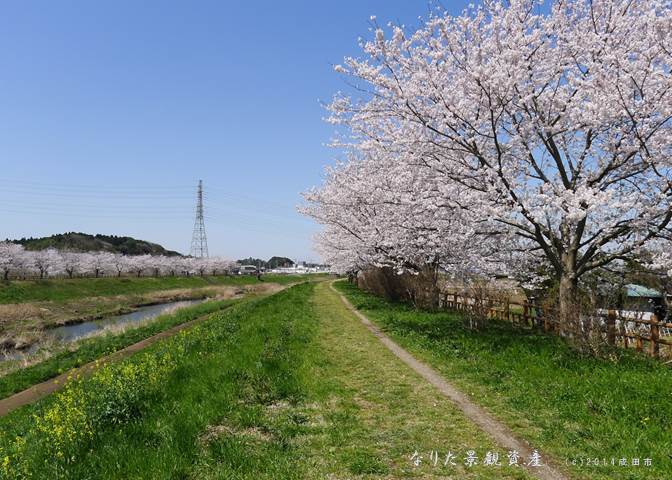 花の回廊と河川の景観写真1