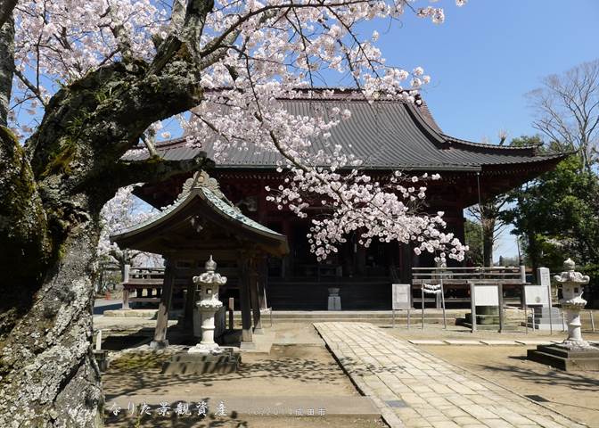 龍正院と桜の景観写真1