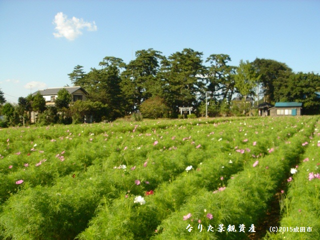 甚兵衛公園の松林と花畑の景観写真1