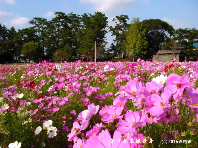 甚兵衛公園の松林と花畑の景観写真2