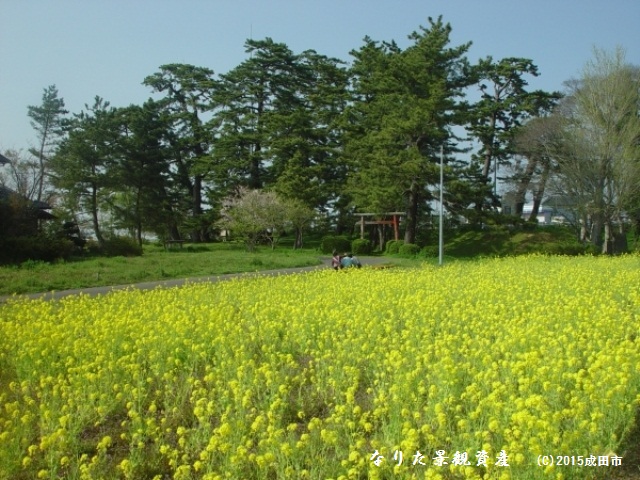 甚兵衛公園の松林と花畑の景観写真3