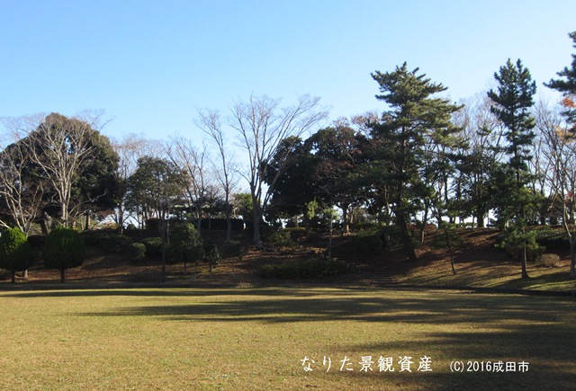 松ノ下公園の自然林の写真
