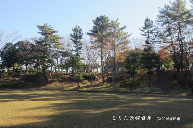 松ノ下公園の自然林の写真