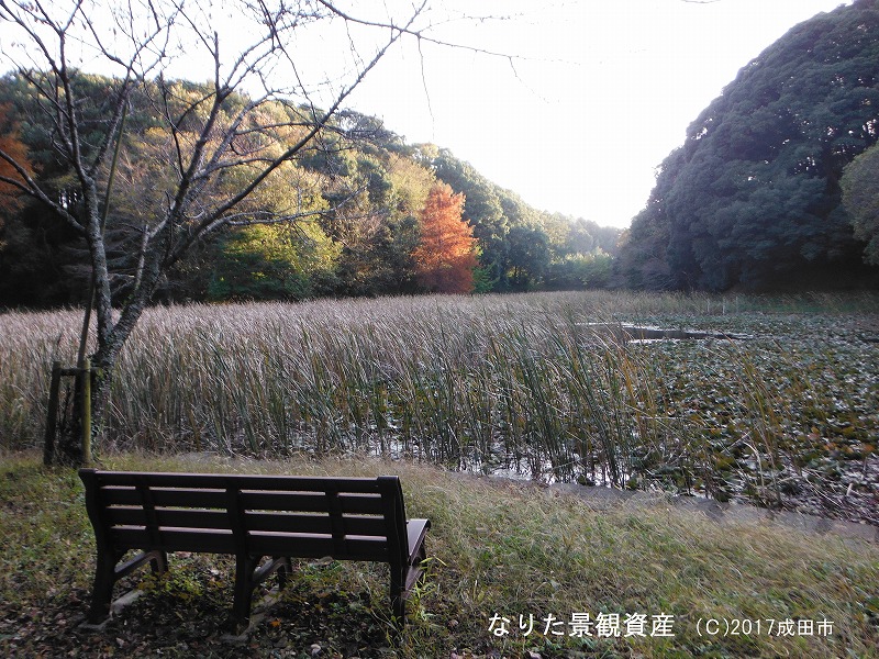 浅間池と森林の景観の写真3