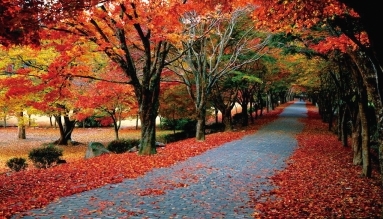 井邑市内の紅葉の風景