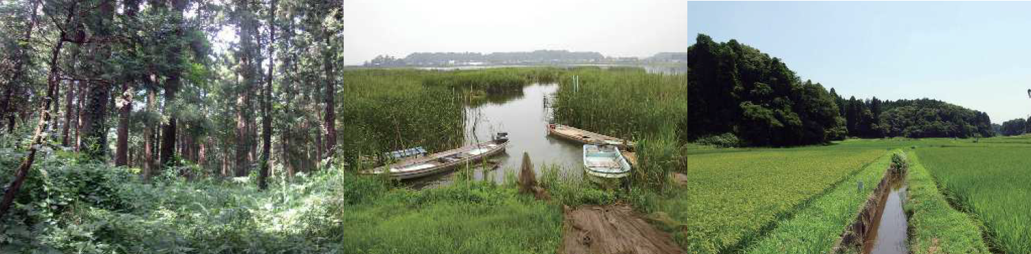 森林、沼、田