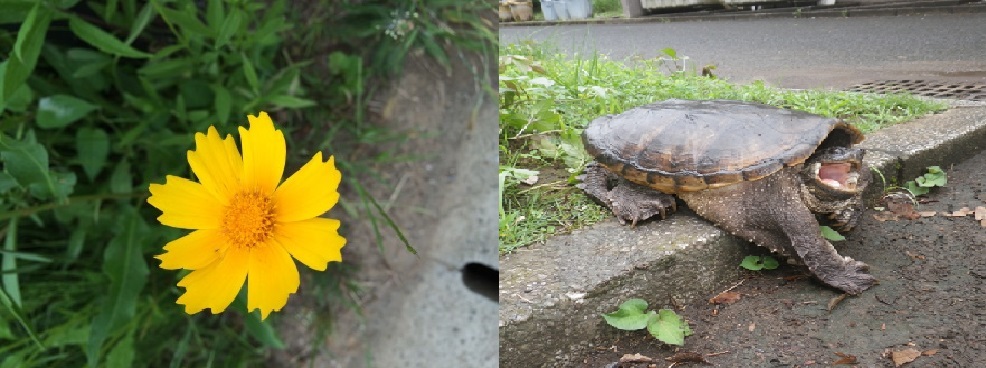 オオキンケイギク、カミツキガメ