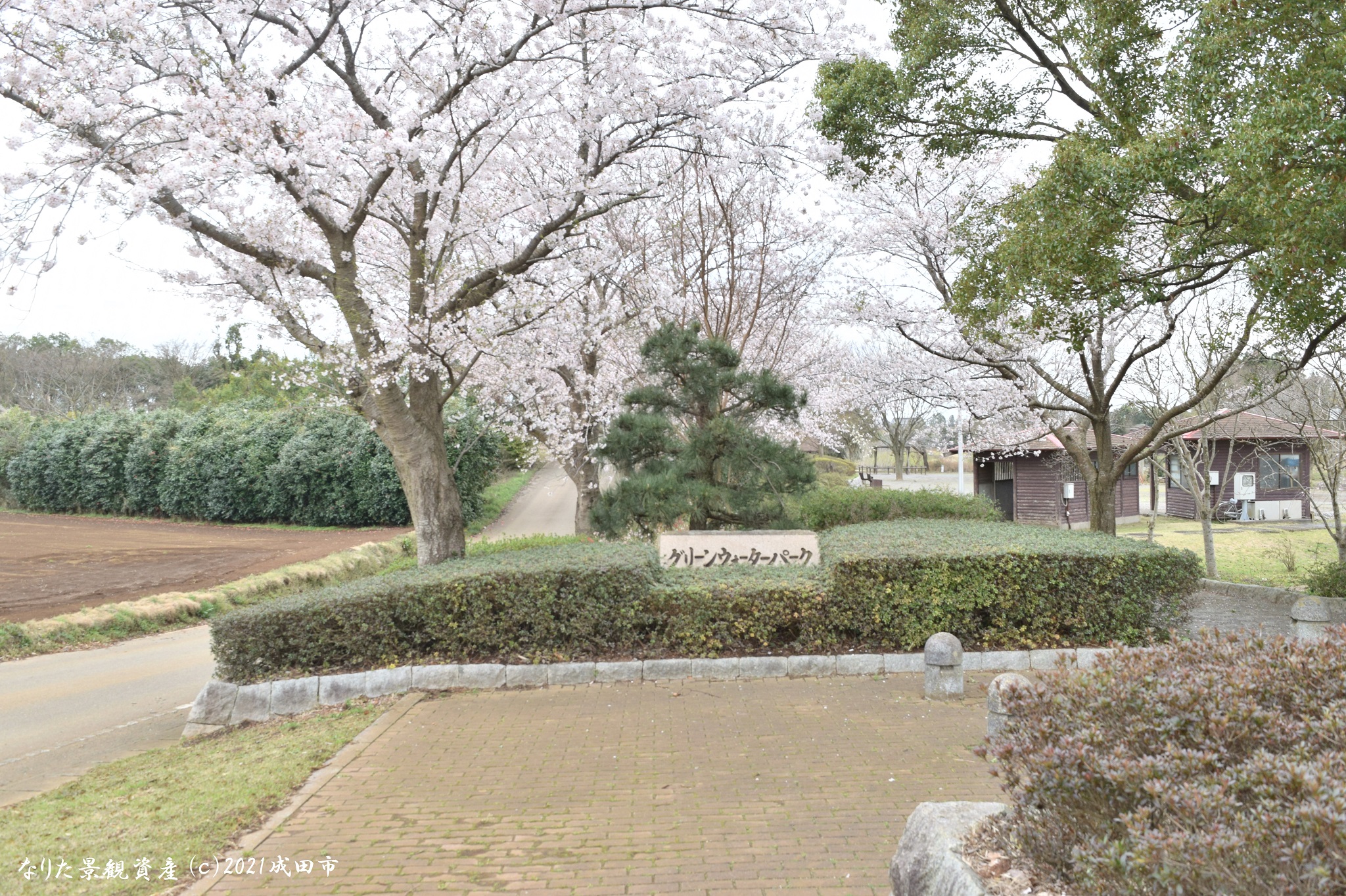 グリーンウォーターパークと桜の景観写真1