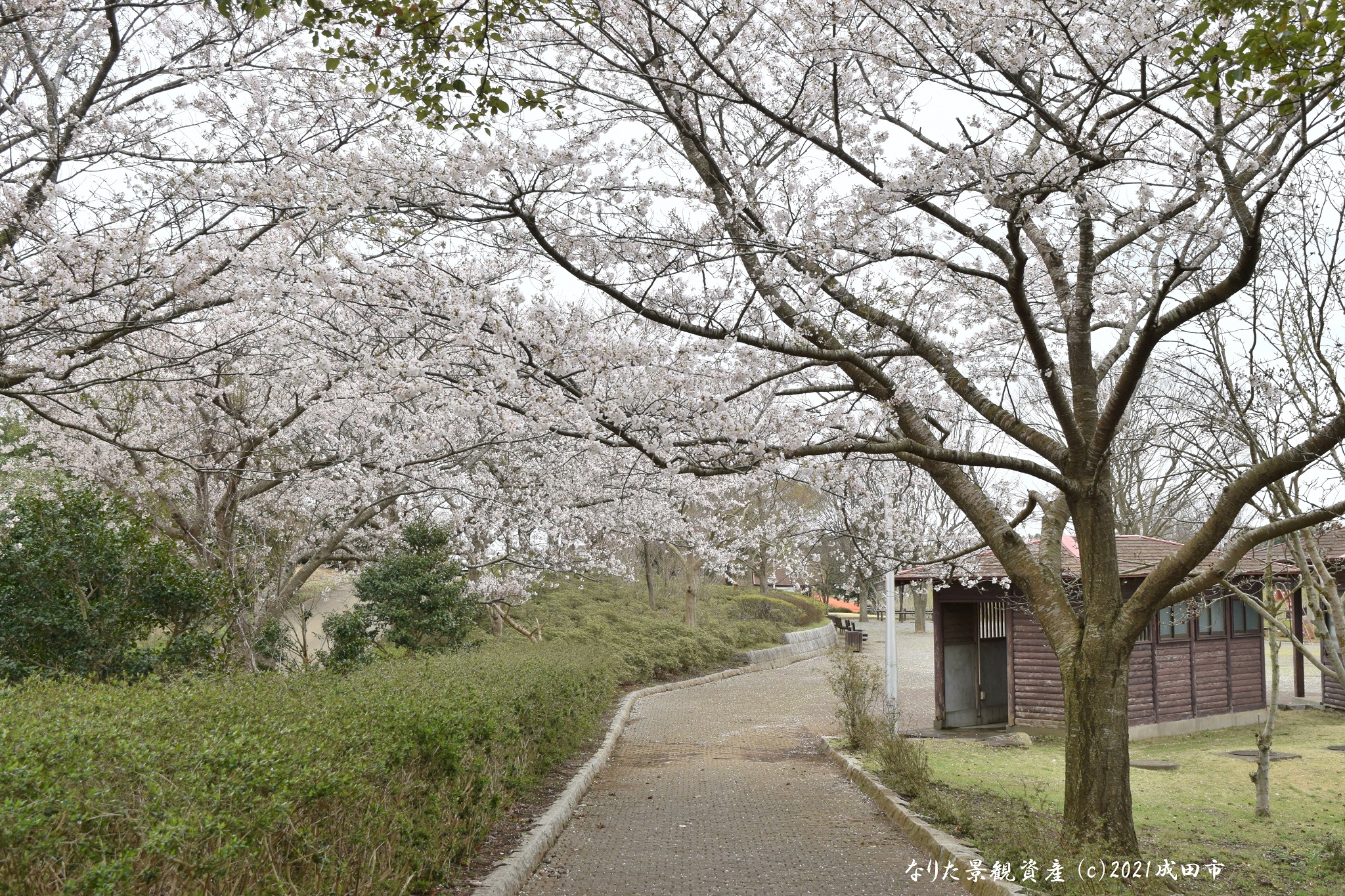 グリーンウォーターパークと桜の景観写真2
