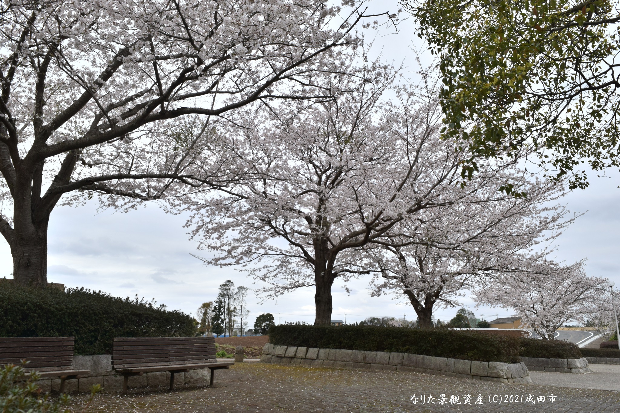 グリーンウォーターパークと桜の景観写真3