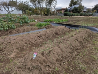 成田市民農園てんとう虫