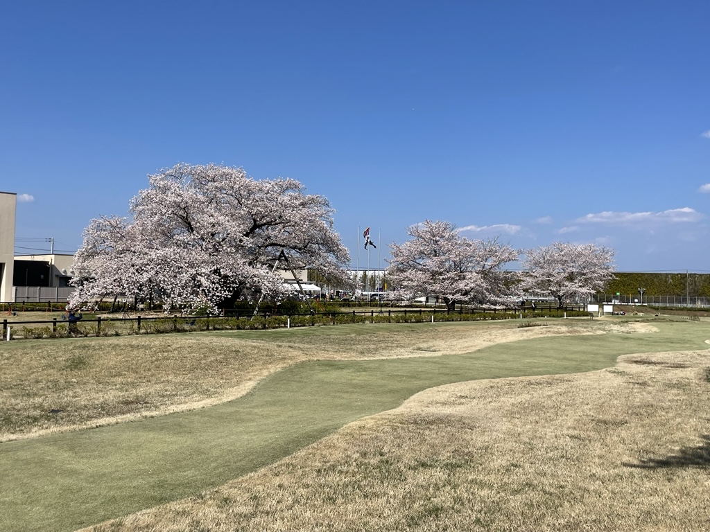 遠山桜とパークゴルフコース