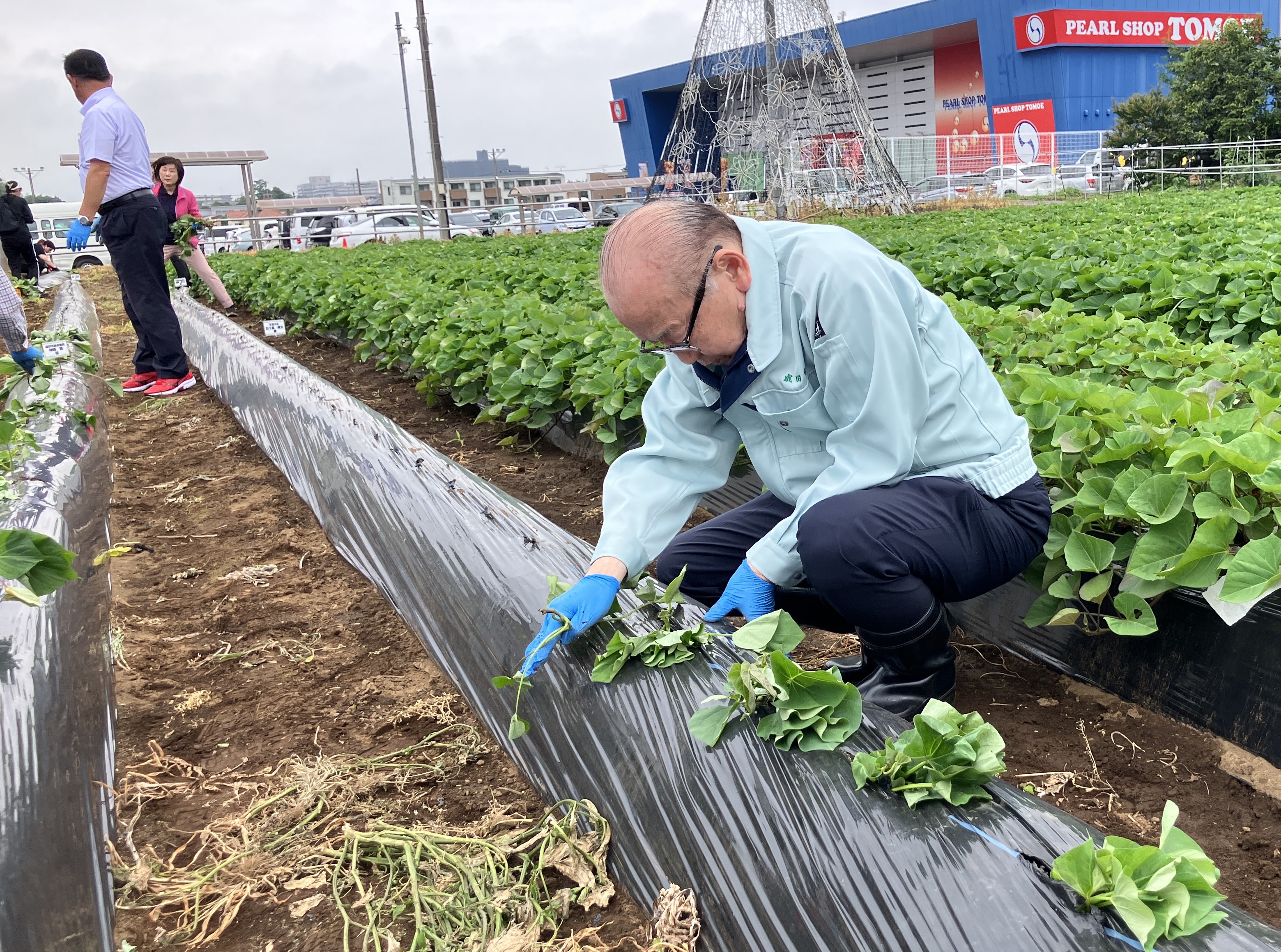苗植えを行う市長の様子