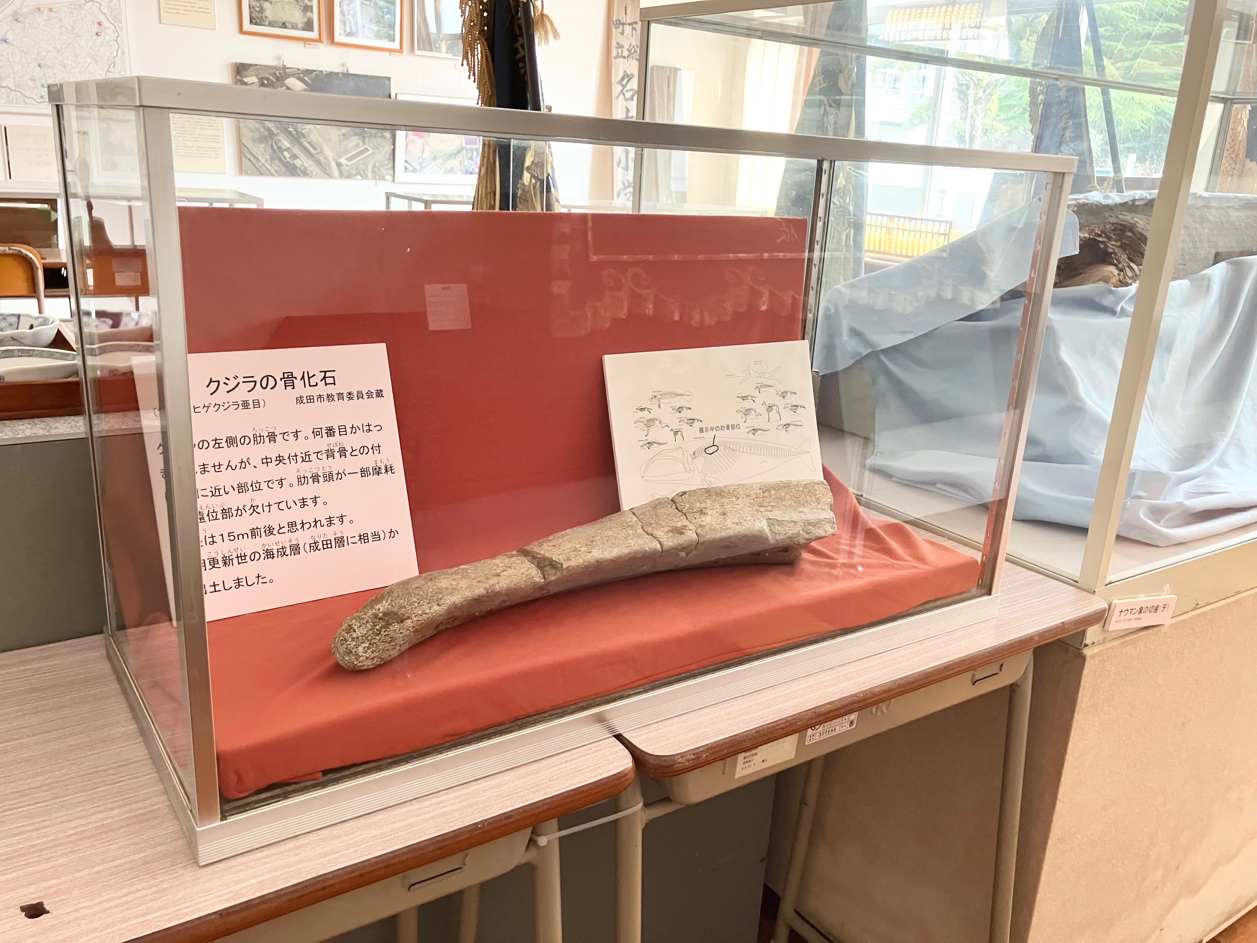 クジラの骨化石